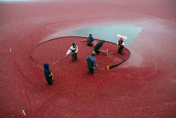 business, farming, cranberries, cranberry, bog