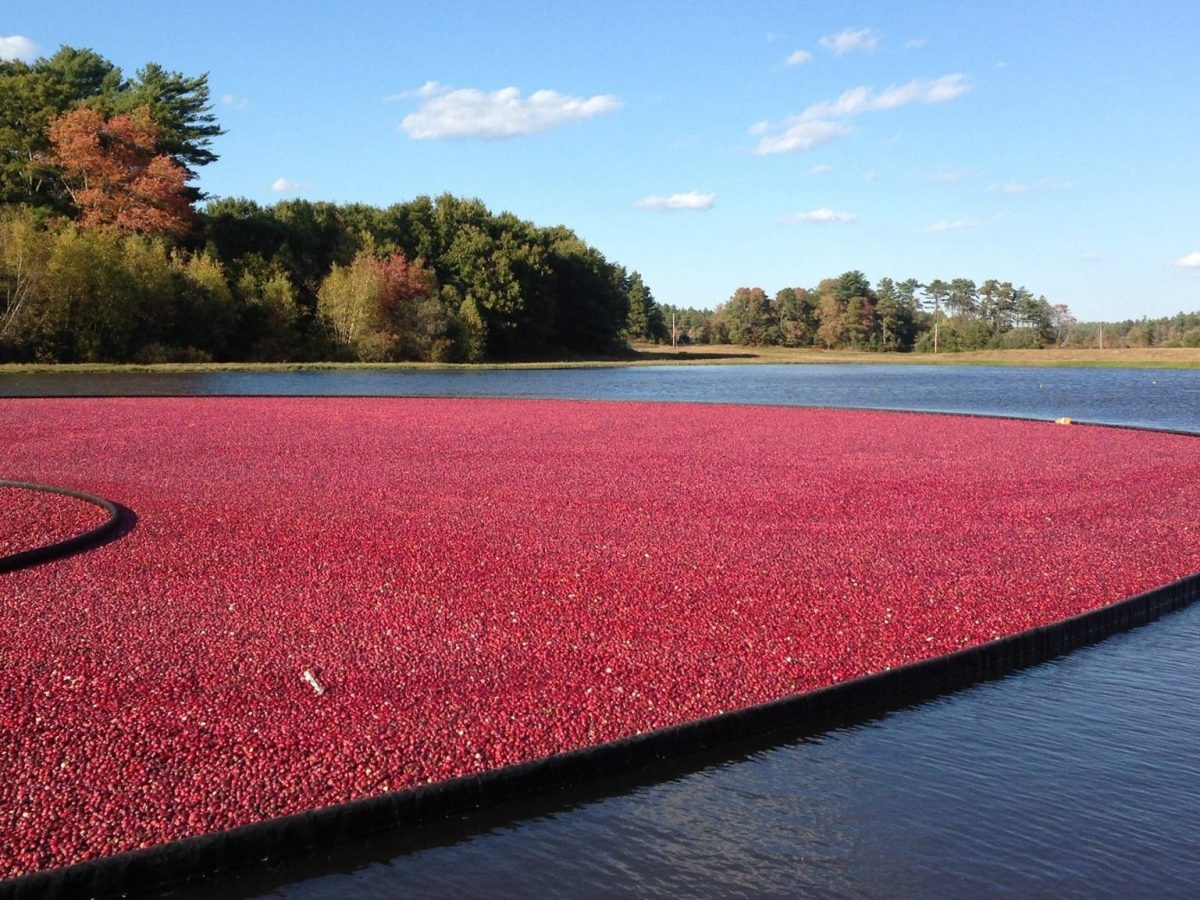 ‘Re-wilding’ Massachusetts cranberry bogs
